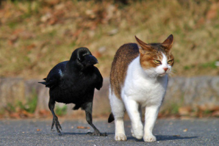 Illustration for article titled Japanese Cats that Look Like Yakuza Are Frighteningly Cute